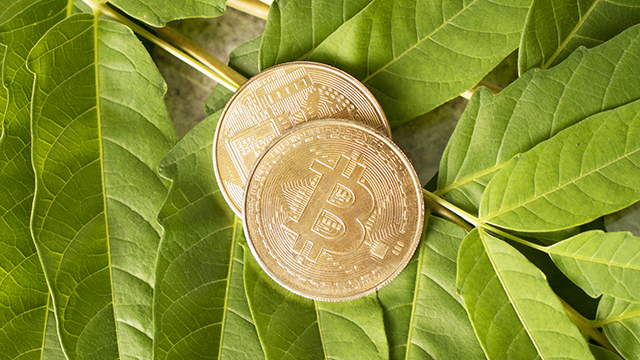 Two coins representing bitcoin sitting on leaves.